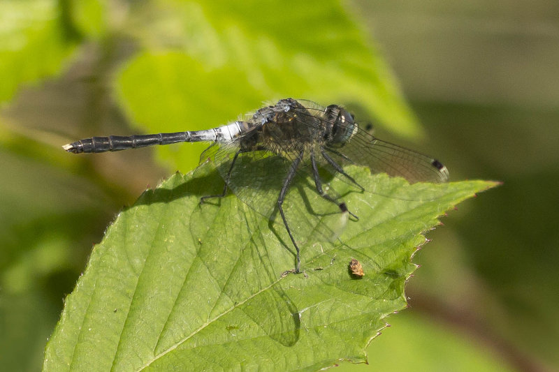 Oostelijke witsnuitlibel - Leucorrhinia albifrons