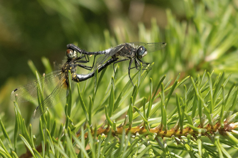 Oostelijke witsnuitlibel - Leucorrhinia albifrons