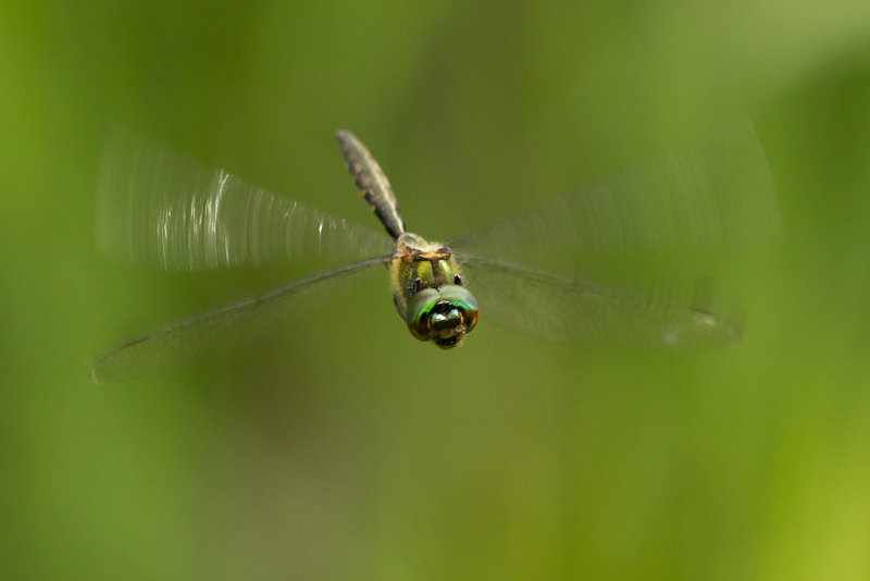 Gevlekte glanslibel - Somatochlora flavomaculata
