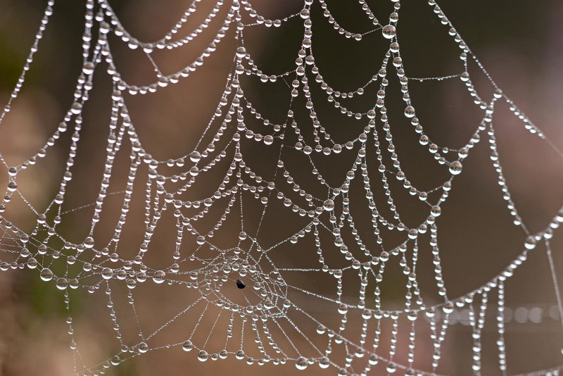Spinnenweb - Spider's web