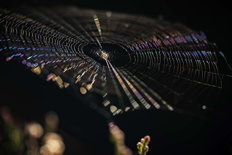Reflectie licht op spinnenweb