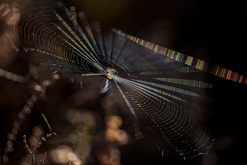 Spinnenweb - Spiders web