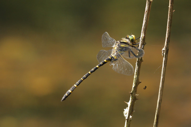 Gewone bronlibel - Cordulegaster boltonii ♂