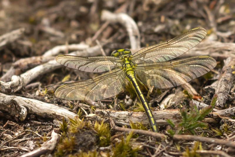 Plasrombout - Gomphus pulchellus