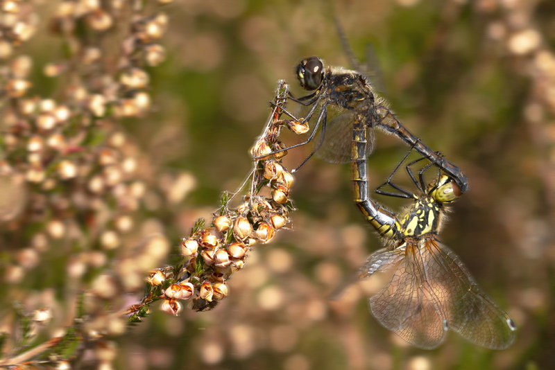 Zwarte heidelibel in copula