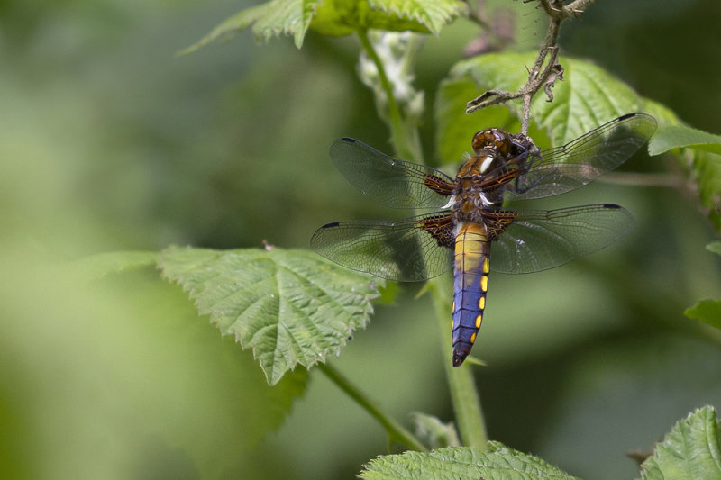 Platbuik - Libellula depressa