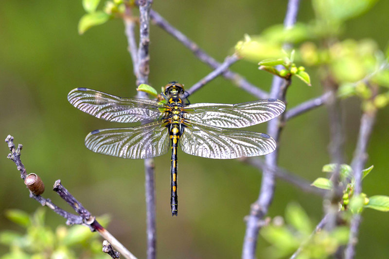 Venwitsnuitlibel - Leucorrhinia dubia
