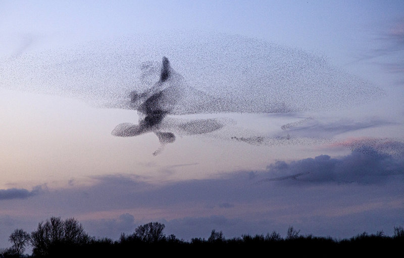 Spreeuwenzwerm  - starling swarm