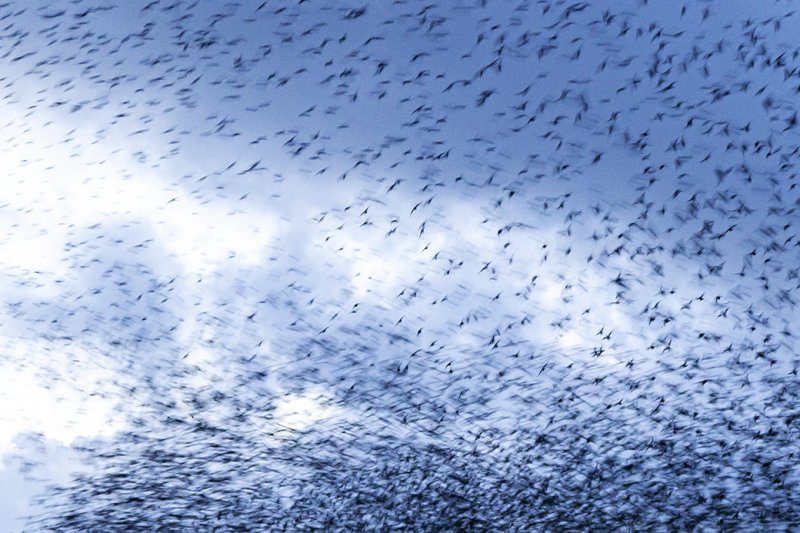 Spreeuwenzwerm  - starling swarm