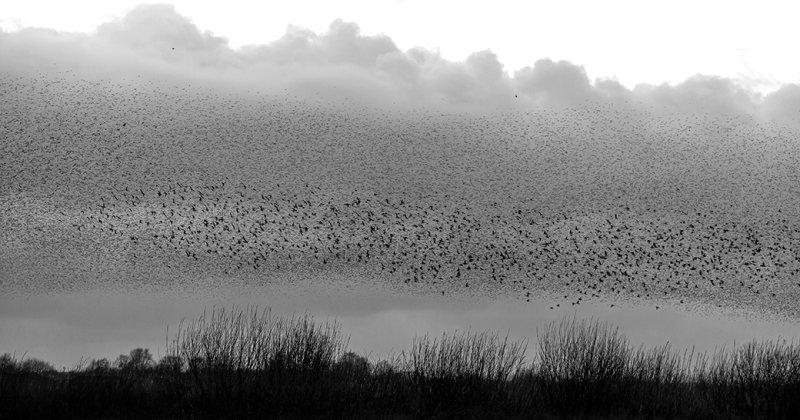 Spreeuwenwolk - cloud of starlings