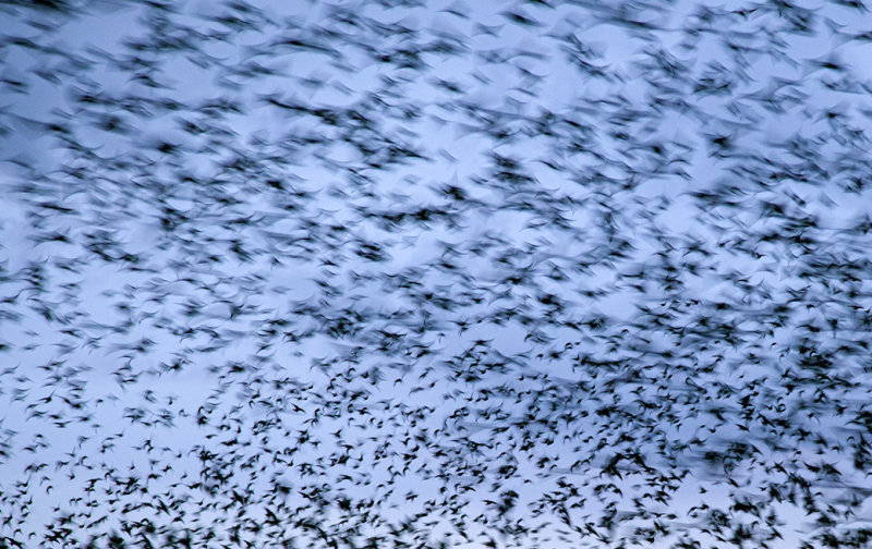 Spreeuwen - starlings