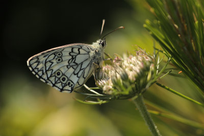 Zuidelijk Dambordje - Melanargia russiae