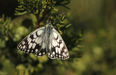 Zuidelijk Dambordje - Melanargia russiae