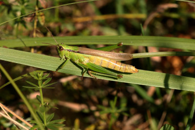 Bleekgroene sprinkhaan- mecosthethus parapleuris