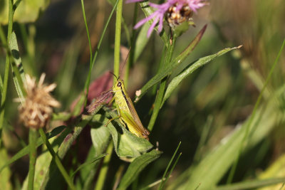 Bleekgroene sprinkhaan- mecosthethus parapleuris