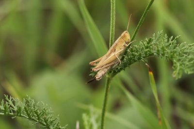 Weidesprinkhaan - Chorthippus dorsatus