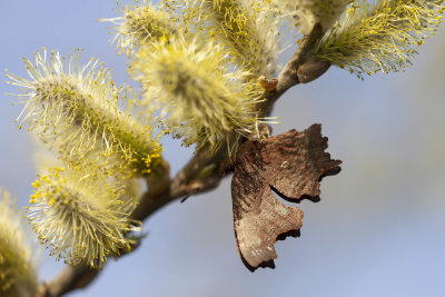 Gehakkelde aurelia (Polygonia c-album)