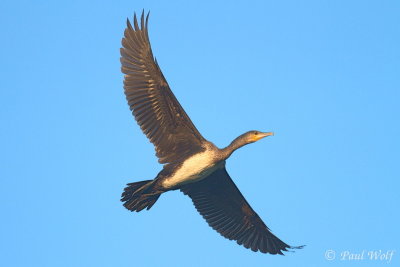 Great Cormorant - Phalacrocorax carbo sinensis