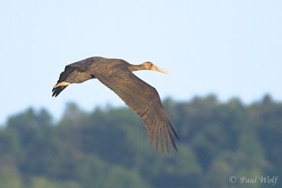 Black Stork - Ciconia nigra
