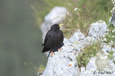 Alpine Chough - Pyrrhocorax graculus