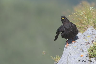 Alpine Chough - Pyrrhocorax graculus