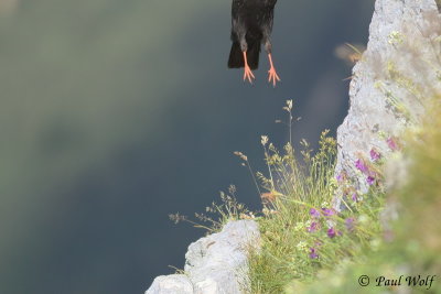 Alpine Chough - Pyrrhocorax graculus