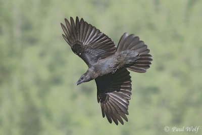Northern Raven - Corvus corax