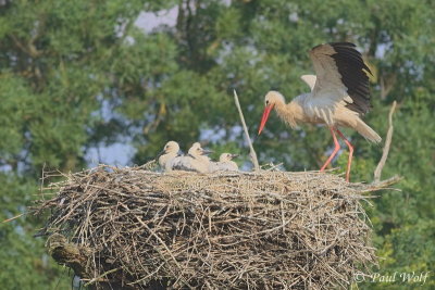 White Stork - Ciconia ciconia