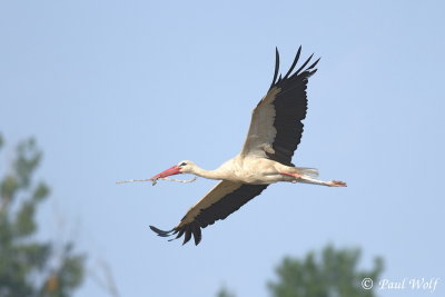 White Stork - Ciconia ciconia