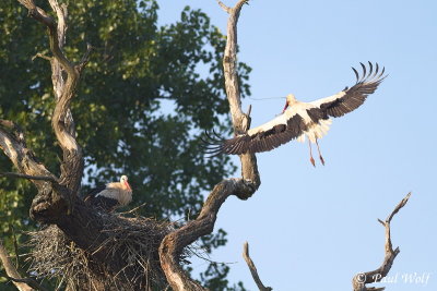 White Stork - Ciconia ciconia