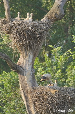 White Stork - Ciconia ciconia