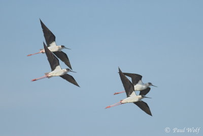 Black-winged Stilt - Himantopus himantopus