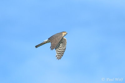 Eurasian Sparrowhawk - Accipiter nisus