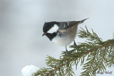 Coal Tit - Periparus ater