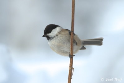 Willow Tit - Poecile montanus montanus