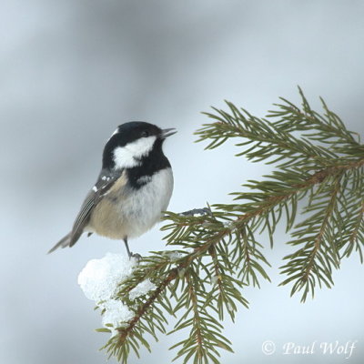 Coal Tit - Periparus ater