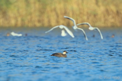 Common Scoter - Melanitta nigra