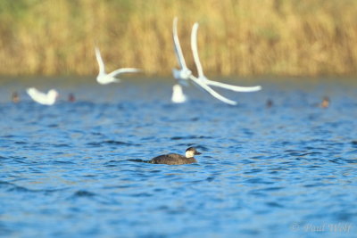 Common Scoter - Melanitta nigra
