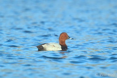 Common Pochard - Aythya ferina