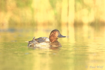 Common Pochard - Aythya ferina
