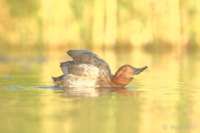 Common Pochard - Aythya ferina