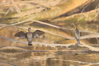 Pygmy Cormorant - Microcarbo pygmeus