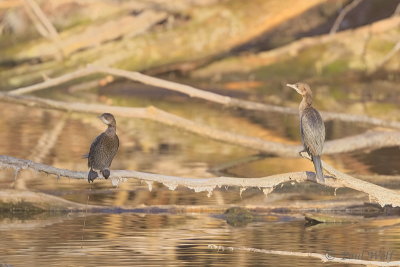 Pygmy Cormorant - Microcarbo pygmeus