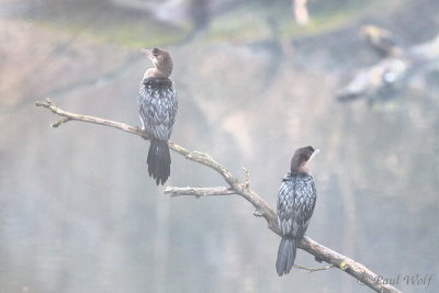 Pygmy Cormorant - Microcarbo pygmeus