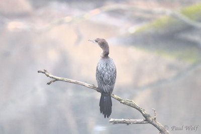 Pygmy Cormorant - Microcarbo pygmeus