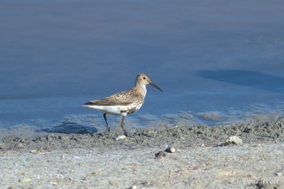 Dunlin - Calidris alpina