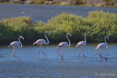 Greater Flamingo - Phoenicopterus ruber