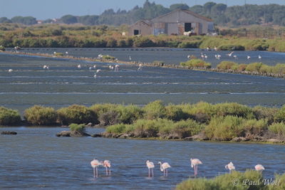 Greater Flamingo - Phoenicopterus ruber
