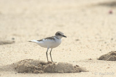 Kentish Plover - Charadrius alexandrinus