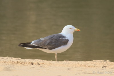 Lesser Black-backed Gull - Larus fuscus